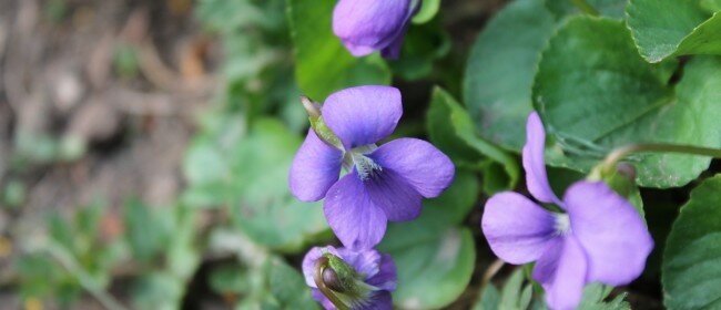 Spring Garden Tour & Tips