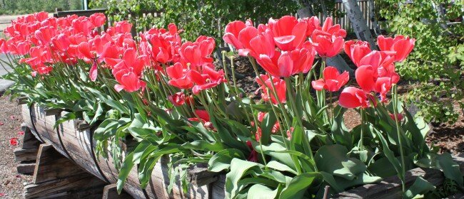 A Gardener’s Delight: Cowiche Creek Nursery