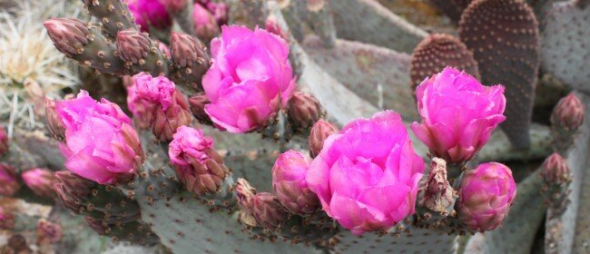 Hillside Desert Botanical Garden