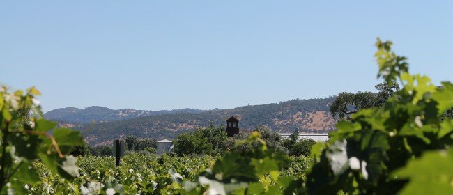 Road Trip: Napa Valley