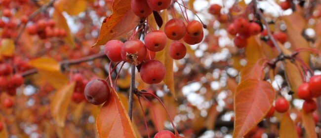 Autumn in the Valley