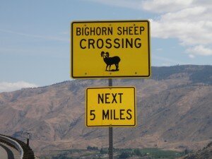 bighorn sheep sign