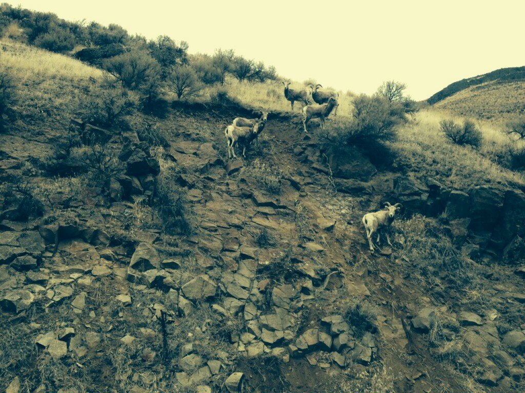 yakima bighorn sheep