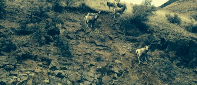 Bighorn Sheep