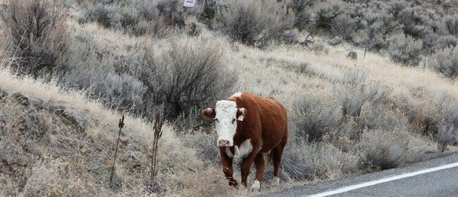 Yakima River Canyon Cattle Drive